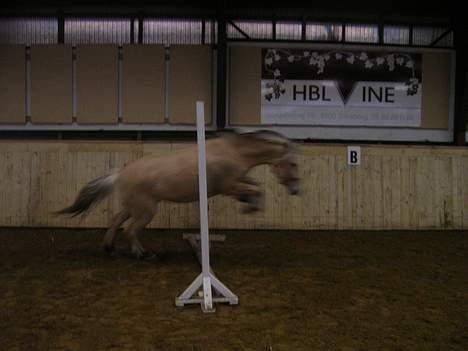 Fjordhest Frida <3 - Gammelt Løs Spring.. billede 14