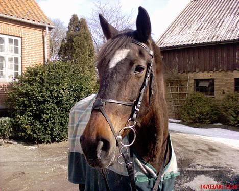 Traver Hilde Knab †060706† - Hilde - Marts 2006 billede 6