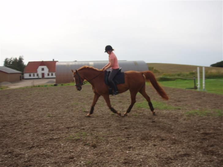 Dansk Varmblod Lady Lucky - Træning/hygge sammen med Sofie, den. 3 maj 2008 billede 8