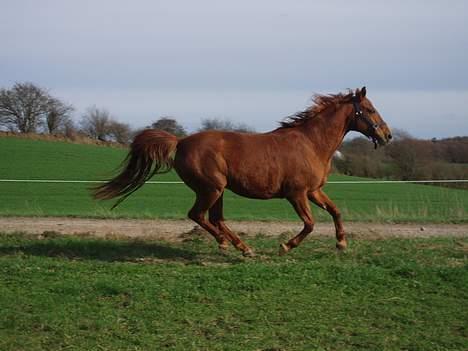 Dansk Varmblod Lady Lucky billede 9