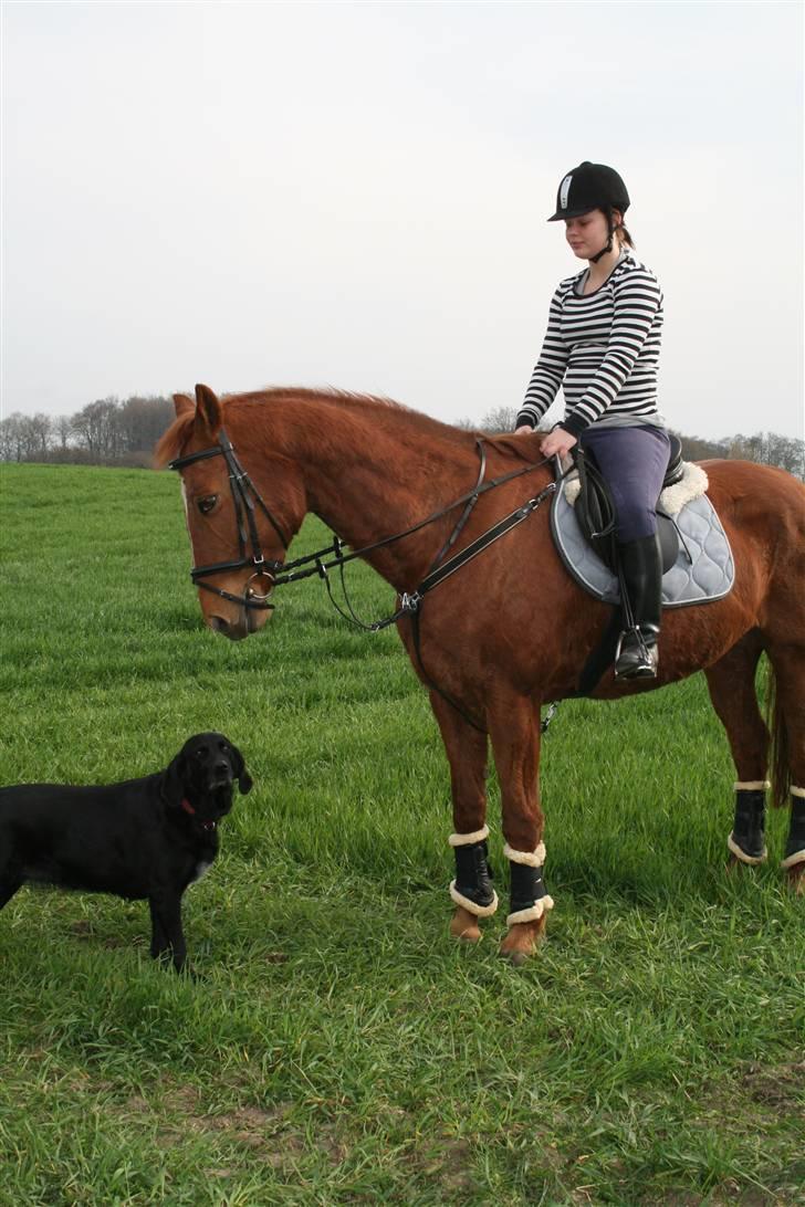 Dansk Varmblod Lady Lucky - Min søs og Tut April 2009 billede 10