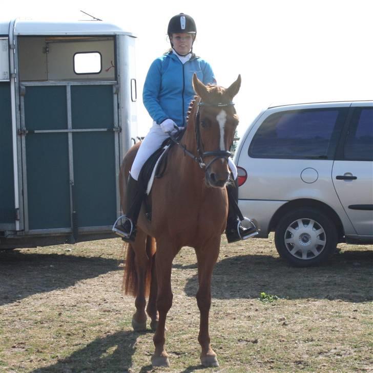 Dansk Varmblod Lady Lucky - 2. stævne Varmdrup 2008 billede 12