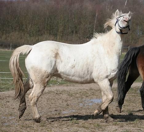 Appaloosa Coco billede 18