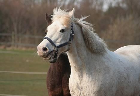 Appaloosa Coco billede 20