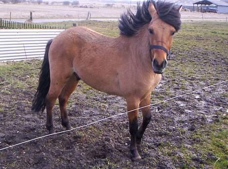 Anden særlig race Kalif billede 1