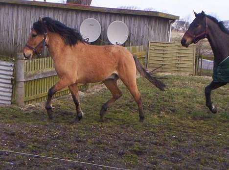 Anden særlig race Kalif billede 2