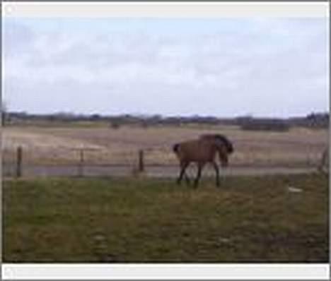 Anden særlig race Kalif billede 3