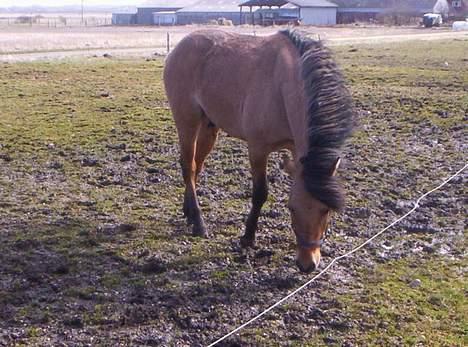 Anden særlig race Kalif billede 4