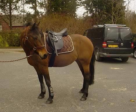 Anden særlig race Feline - Udenfor trailleren. springstævne på EGE. billede 5