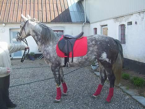 Anden særlig race Tessa *Solgt* billede 12