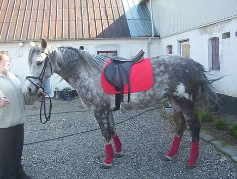 Anden særlig race Tessa *Solgt* billede 13