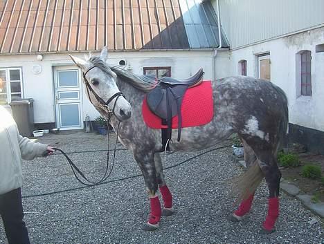 Anden særlig race Tessa *Solgt* billede 14