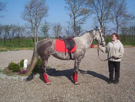 Anden særlig race Tessa *Solgt* billede 15