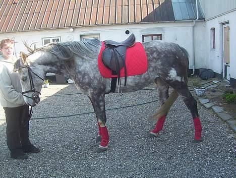 Anden særlig race Tessa *Solgt* billede 16