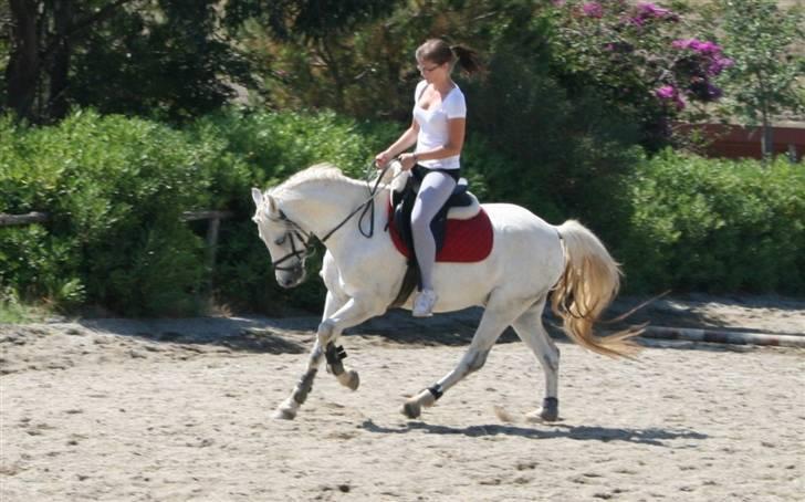 Welsh Pony (sec B) korreborgs nicholai  - Velkommen til Tauras profil :D min storesøs og taura der hvor han bor nu - siclien :) billede 1