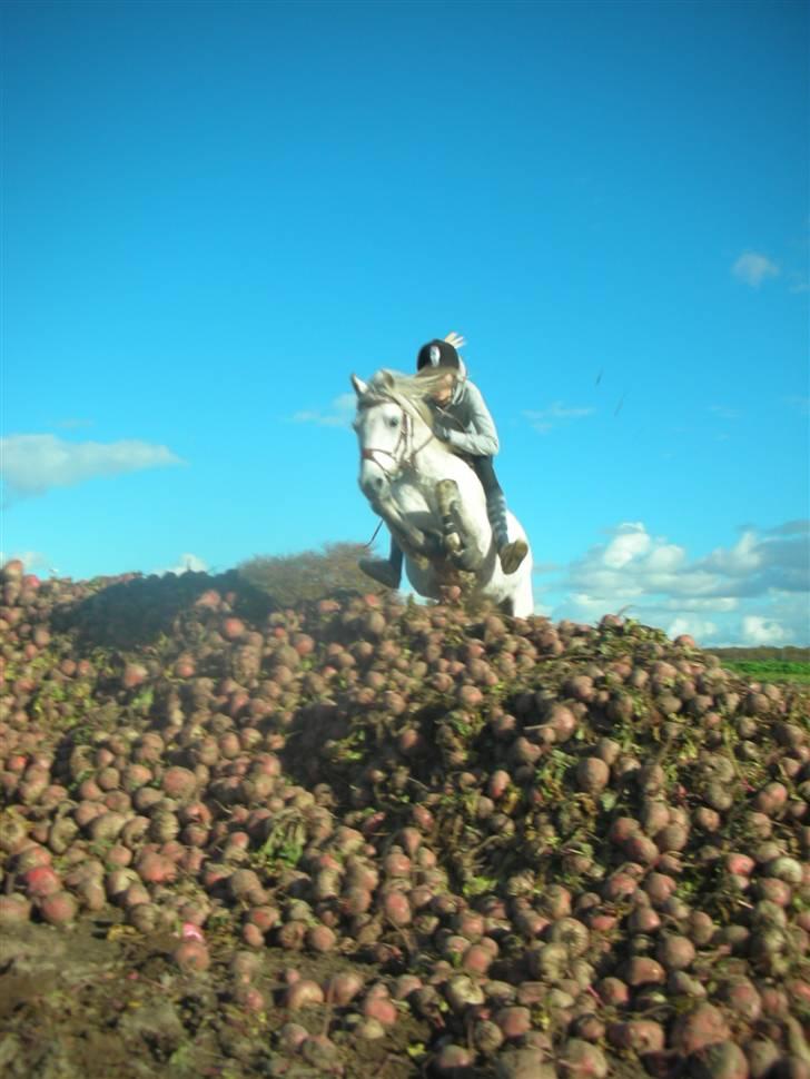 Welsh Pony (sec B) korreborgs nicholai  - Mig og Taura hopper rødbeder :D Det er ret bredt og uden sadel qx billede 2