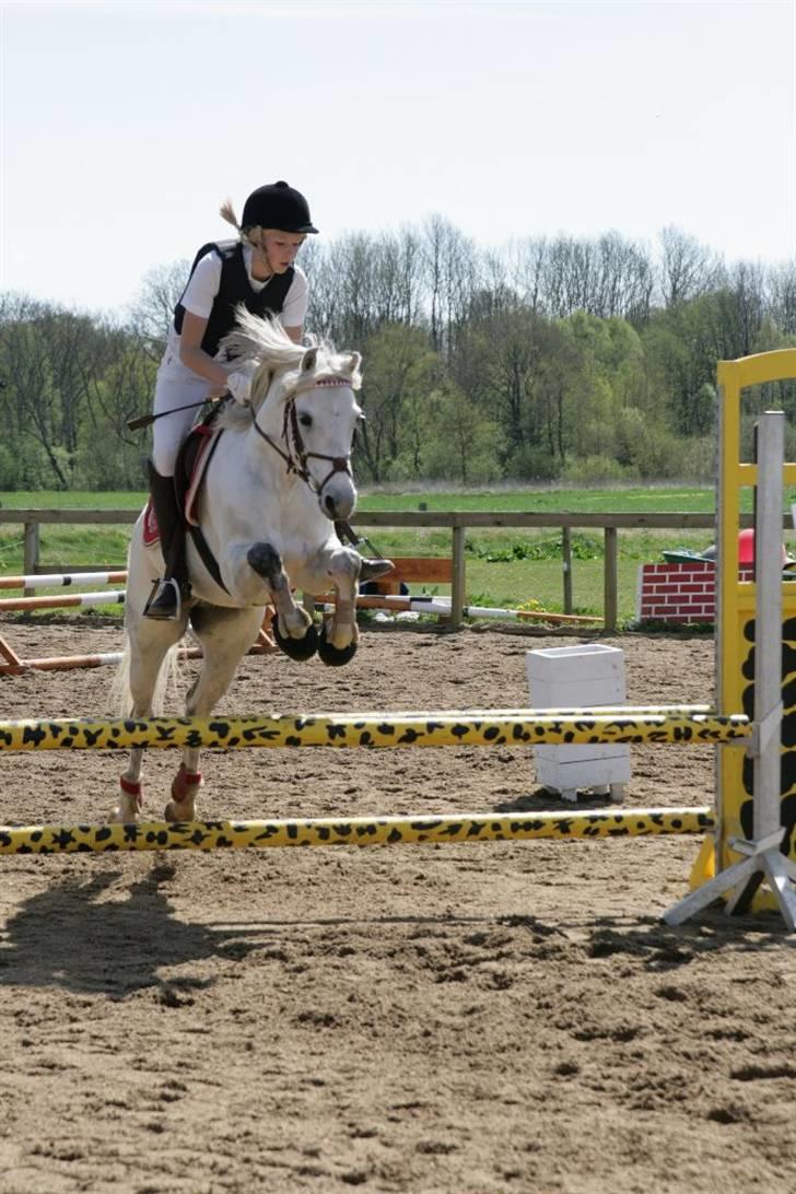 Welsh Pony (sec B) korreborgs nicholai  - mig og den savnede pony til stævne i gl estrup q: hvor vi vandt en 2. plads i Lc og en 1. i LB - vores anden sidste stævne sammen :´( taget af malene andersen - strømpen billede 3