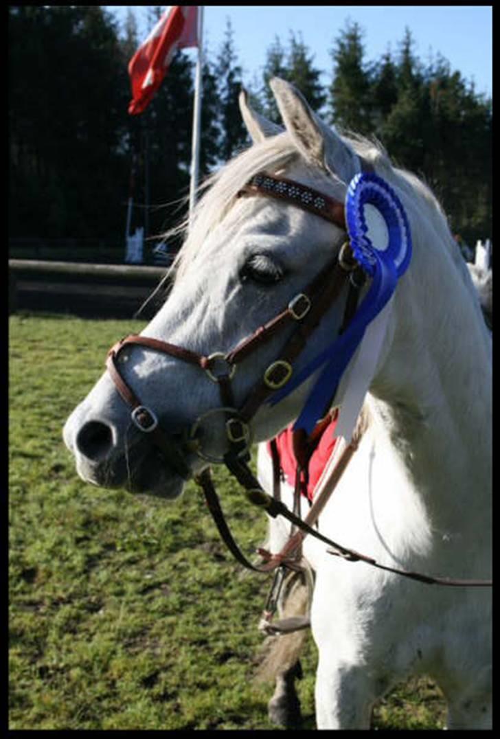 Welsh Pony (sec B) korreborgs nicholai  - Lækker :d med sin andenplads fra hans første distriktstævne som han fik i LC :D billedet er taget af sofie fra ss-foto billede 4