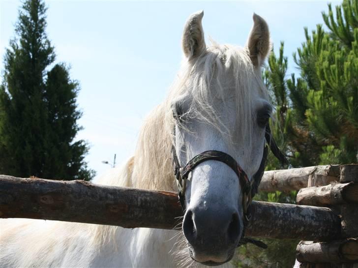 Welsh Pony (sec B) korreborgs nicholai  - smuk! <3 på fold på siclien :b billede 5