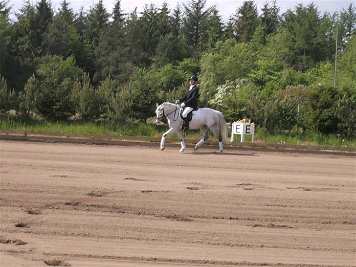 Welsh Pony (sec B) korreborgs nicholai  - *NYT* Mig og Taura i Horc/hadsten.. vores første dressurstævne sammen<3 billede 6