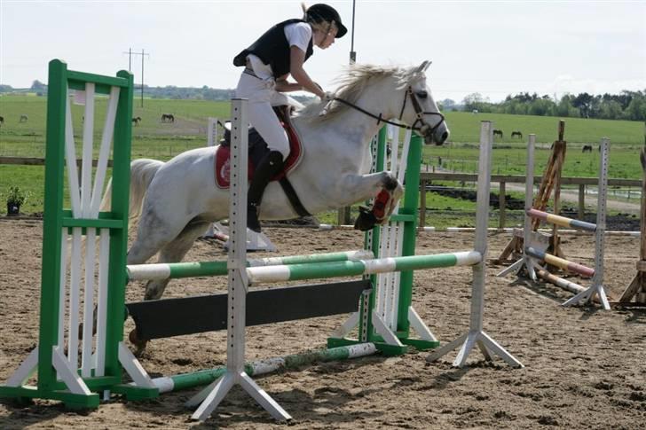 Welsh Pony (sec B) korreborgs nicholai  - LB i gl estrup q: taget af malene andersen - strømpen tak  billede 7