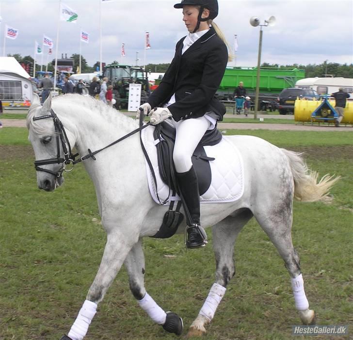 Welsh Pony (sec B) korreborgs nicholai  -  Os to i herning til landsskue q: billede 8
