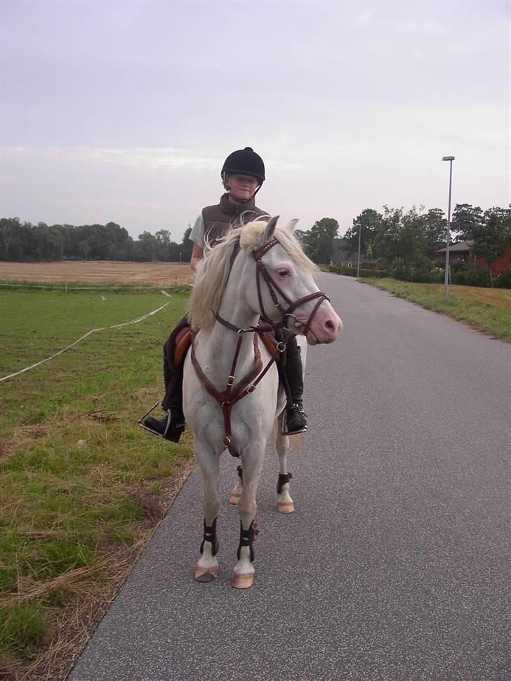 Welsh Pony af Cob-type (sec C) korreborgs nichlas - Anne og silver har lige skridtet vores totalt ynglings tur op og ned ad vejen xD billede 18