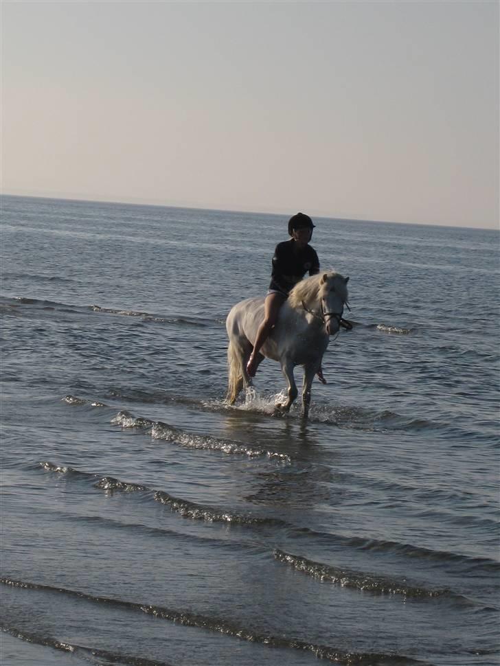 Welsh Pony af Cob-type (sec C) korreborgs nichlas - mig og silver på stranden <3 neeej hvor jeg dog savner ham! :´( billede 19