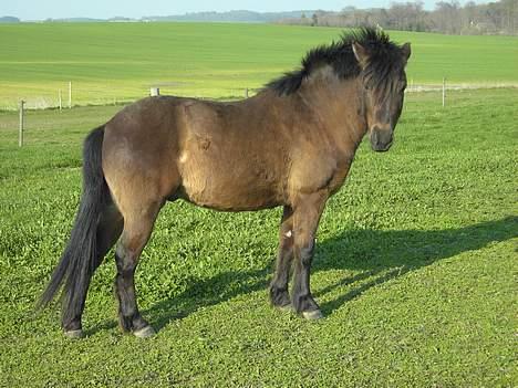 Gotlandsruss Marco-Polo DØD billede 9