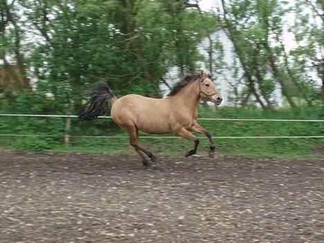 Anden særlig race Frydenhøjs Freja - I dag 17 maj 06 billede 20