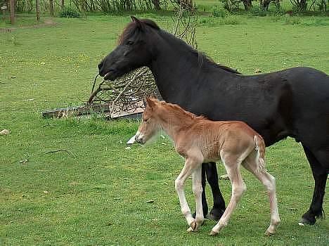 Anden særlig race Lady  billede 12