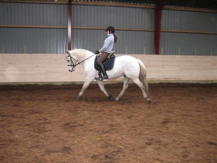 Connemara Skousboe Rockstar - træning den 24.02.08 billede 16