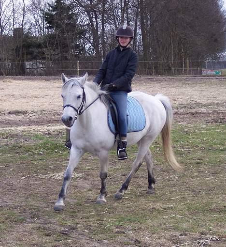 Connemara Stjernhøjs Tiggy C 925 - Tiggy og jeg, vi hygger os lige lidt.   ;-) billede 16