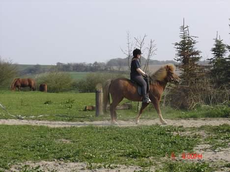 Islænder Tritla - Vi varmer lige op inden vi rider en god lang tur! ;-) billede 7