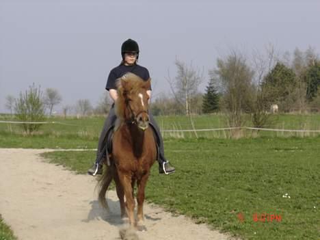 Islænder Tritla - Igen igen.. Hun er meget strid! :-( billede 8