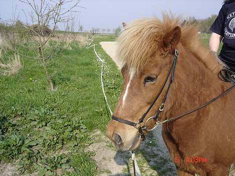 Islænder Tritla - Vi siger lige "Hej" til tilskuerne;-) billede 9