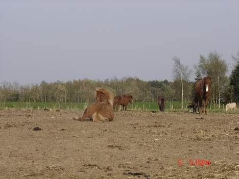 Islænder Tritla - Efter den laange tur, skal man lige rulle sig lidt! billede 10