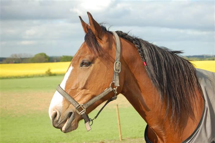 Dansk Varmblod <3  Bonnie <3 r.i.p billede 9