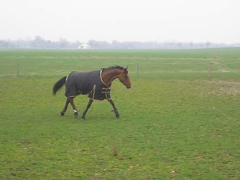 Dansk Varmblod Hønnerups Anzia - April 2006: Flyttede Anzia hjem til mine forældre i slutningen af april måned. Hun nød virkelig at komme på fold og løbe igennem :) billede 2