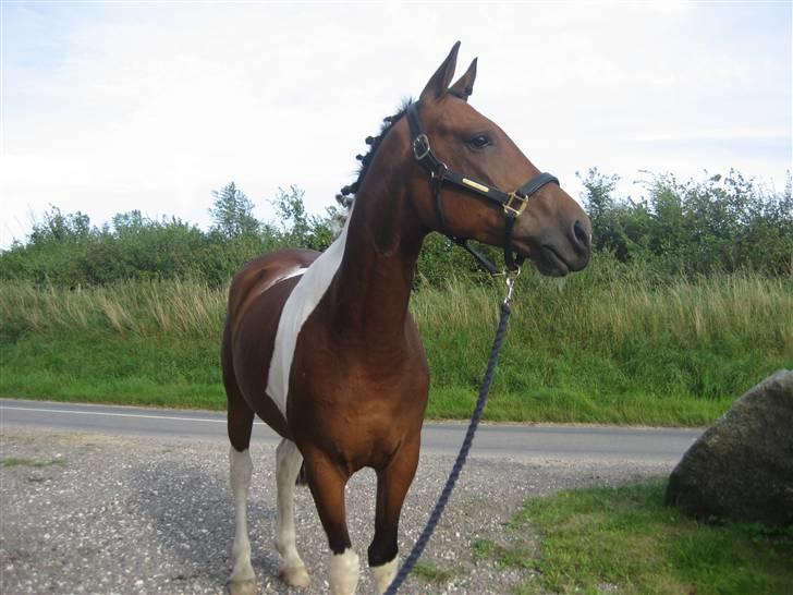 Pinto Maximus Jones billede 4