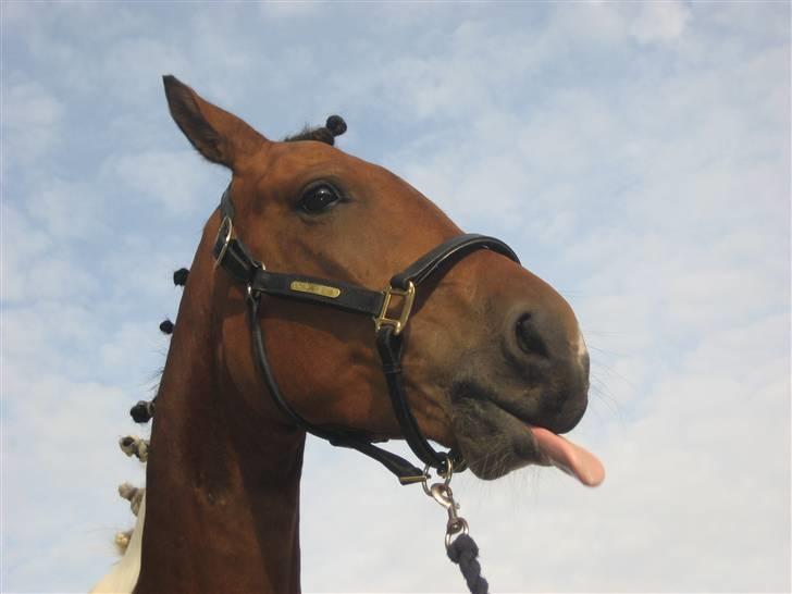 Pinto Maximus Jones billede 5