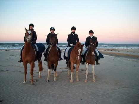 Pinto Maximus Jones billede 6