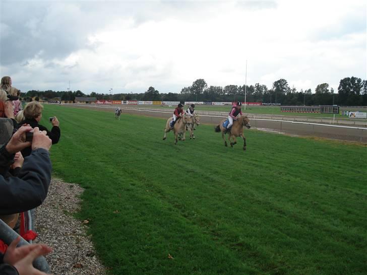 Fjordhest Romoses Jolly Jumper - Fynsmesterskab i ponygalop 2007. Jolly vinder. billede 6