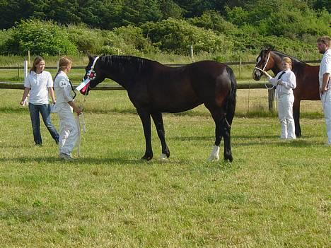 Welsh Cob (sec D) Dynamite Princess Heleea - Har vundet Senior Champion til Jysk Sommershow 2006 billede 3