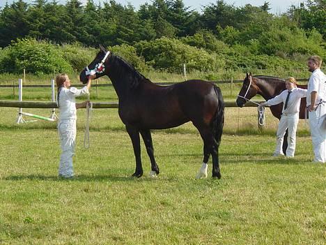 Welsh Cob (sec D) Dynamite Princess Heleea - Fra samme klasse billede 4