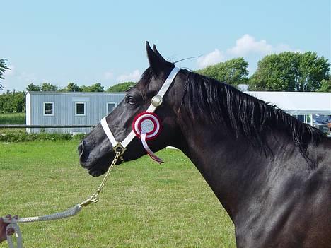 Welsh Cob (sec D) Dynamite Princess Heleea - Show klassen rød sløjfe billede 5
