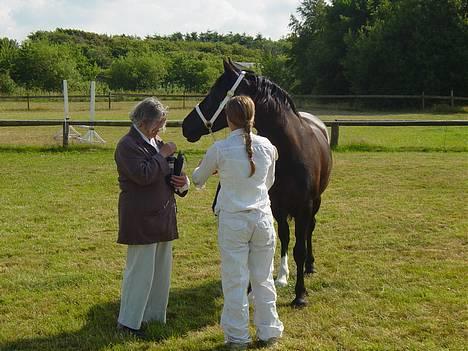 Welsh Cob (sec D) Dynamite Princess Heleea - dommeren giver gaver  billede 6