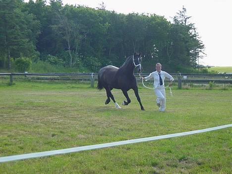 Welsh Cob (sec D) Dynamite Princess Heleea - løber til showklassen billede 7