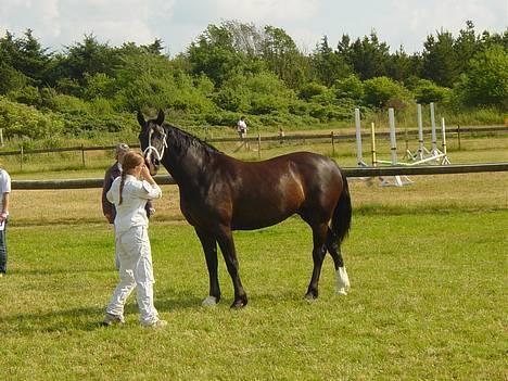 Welsh Cob (sec D) Dynamite Princess Heleea - dommeren kigger og vudere os billede 8