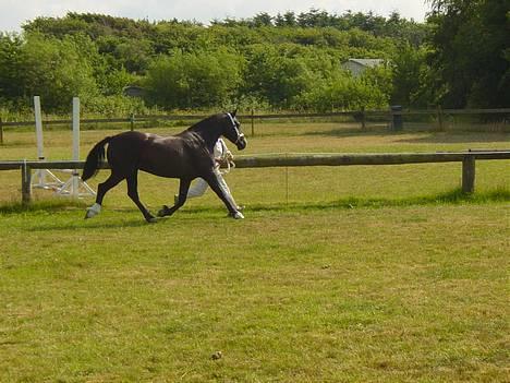Welsh Cob (sec D) Dynamite Princess Heleea - dommeren kigger og vudere os  billede 9